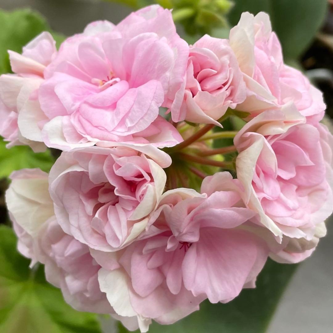 希少品種ゼラニウム　超レア品種ゼラニウム　珍しいゼラニウム　LH01