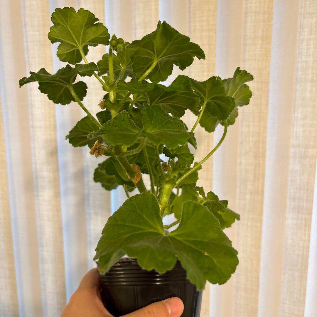 希少品種ゼラニウム　超レア品種ゼラニウム　珍しいゼラニウム　LH01