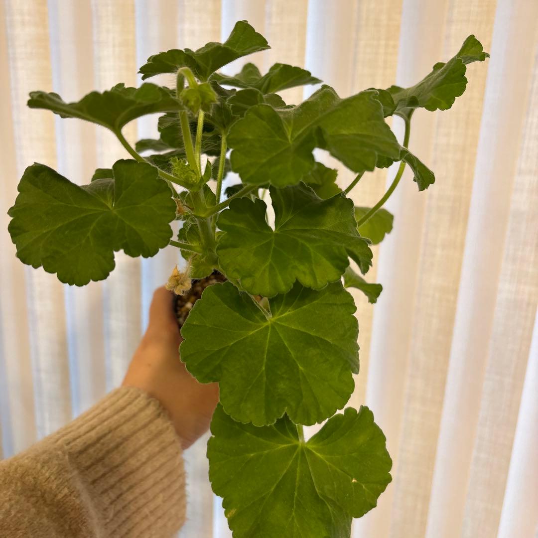 希少品種ゼラニウム　超レア品種ゼラニウム　珍しいゼラニウム　LH01