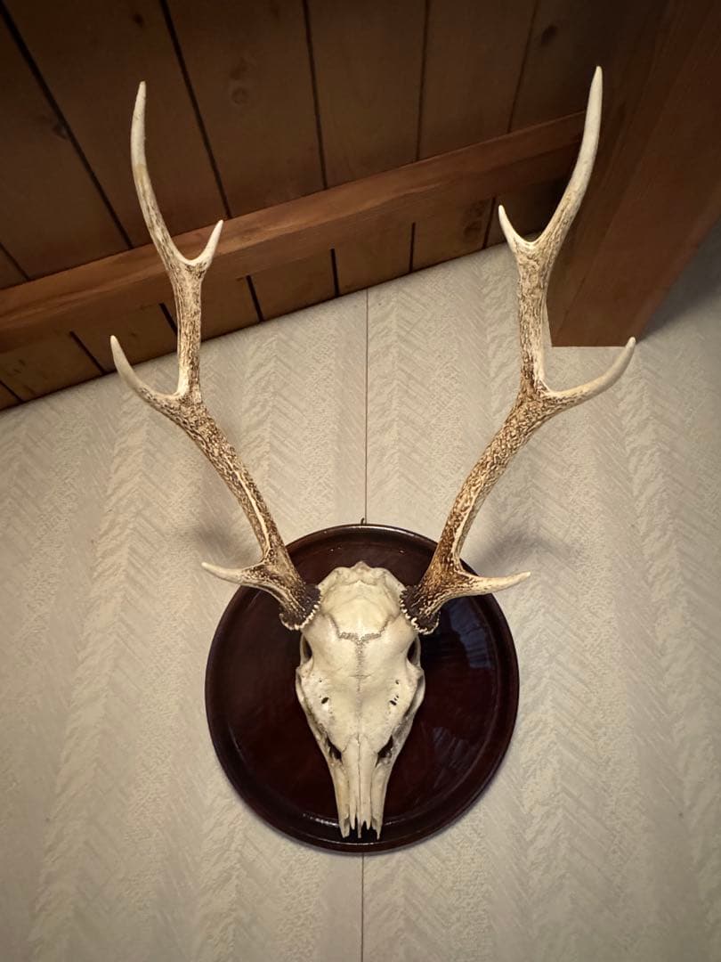 鹿の頭骨 壁掛け装飾 大きめ