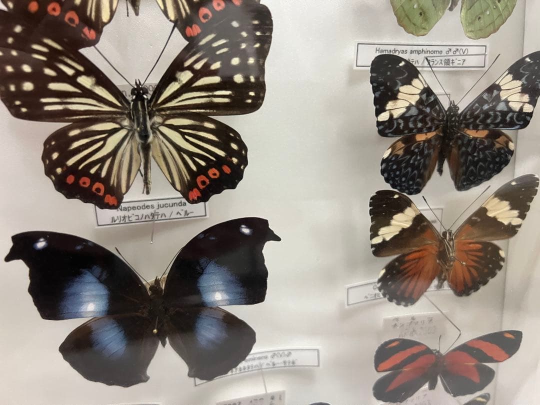 蝶　標本
