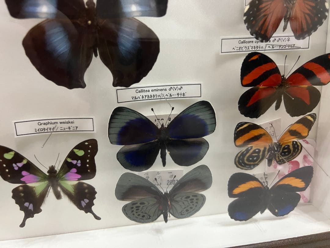 蝶　標本