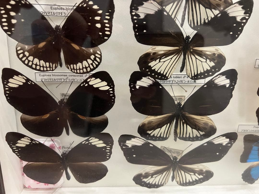 蝶　標本