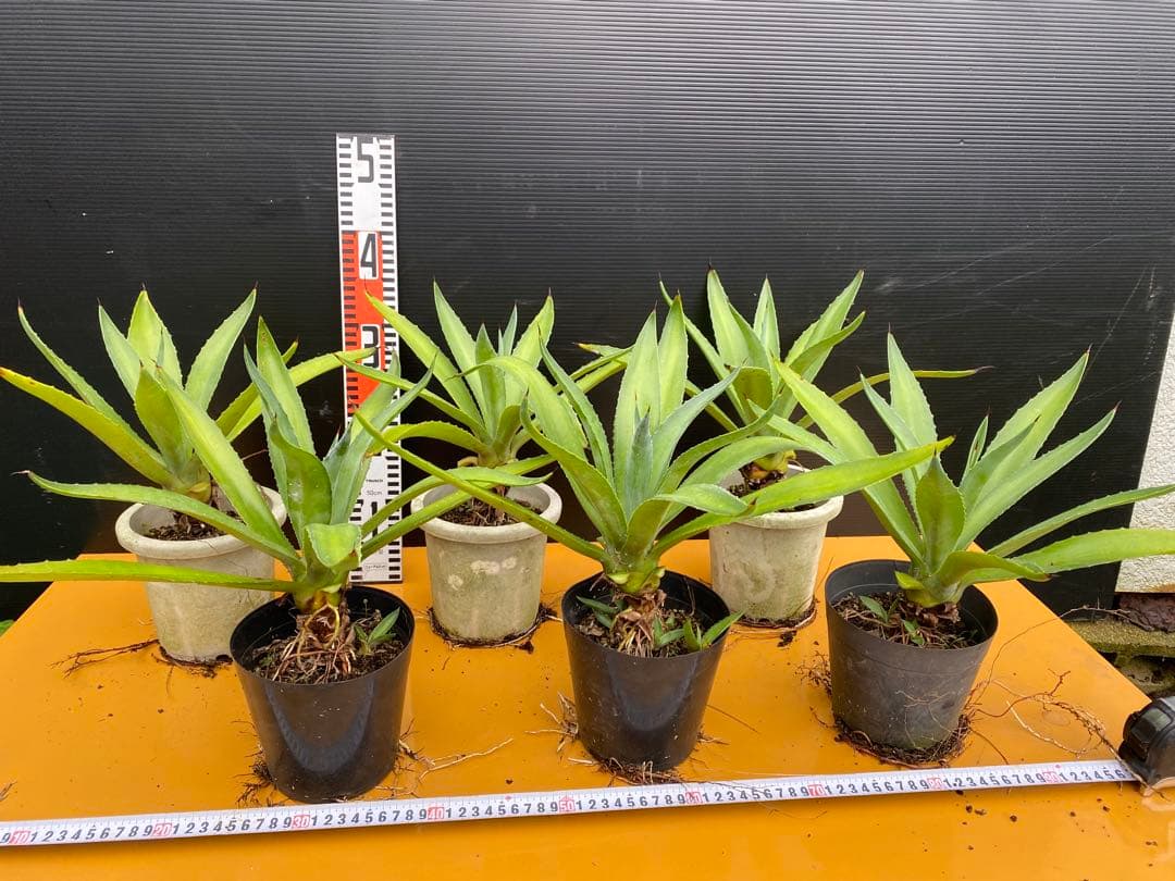 アガベ　ベネズエラ　グリーン　6株セット