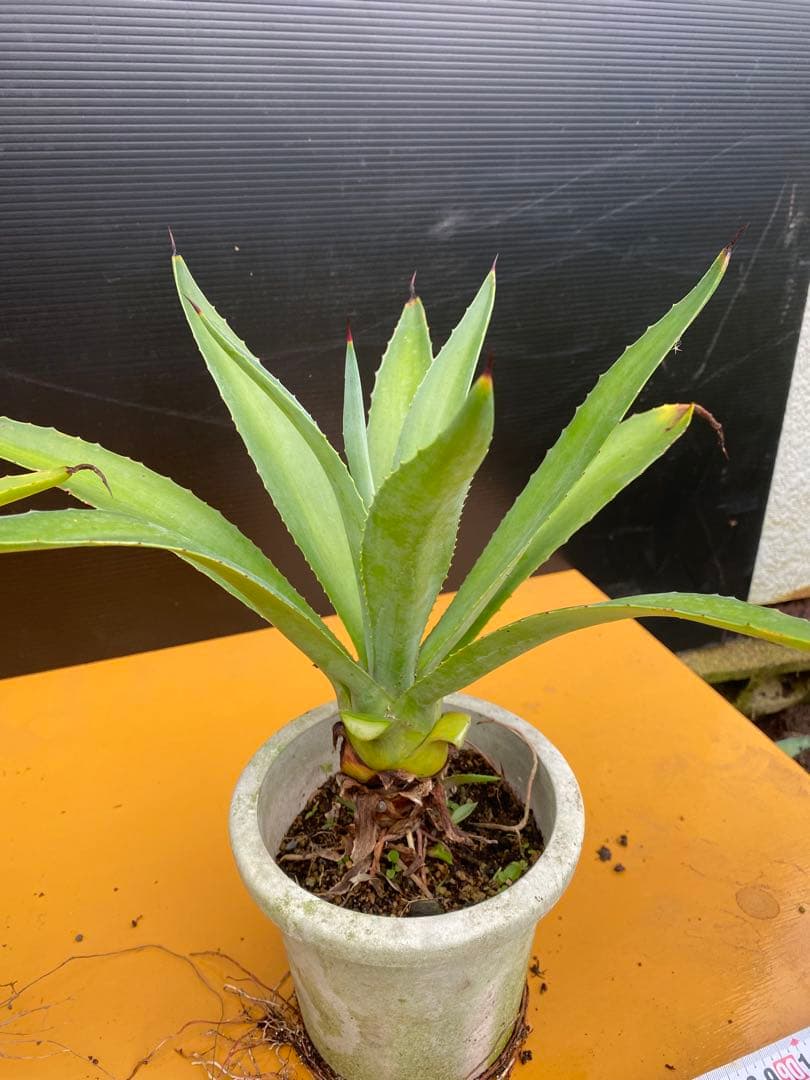 アガベ　ベネズエラ　グリーン　6株セット