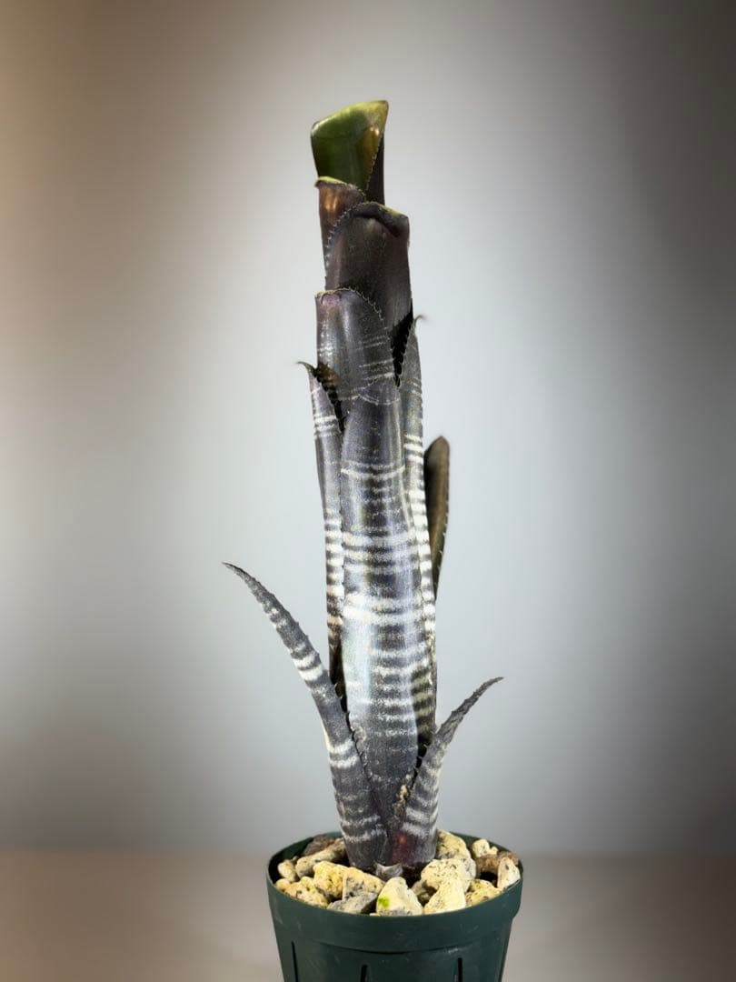 ビルベルギア ダースベーダー