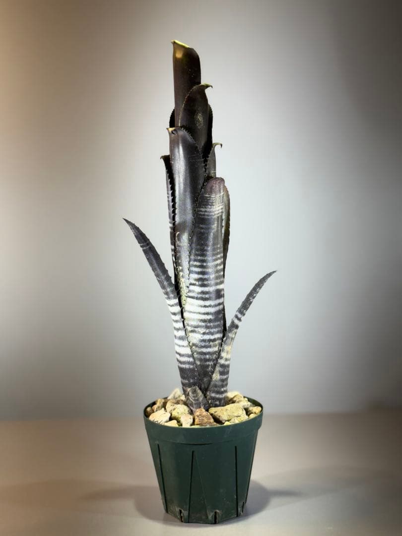 ビルベルギア ダースベーダー