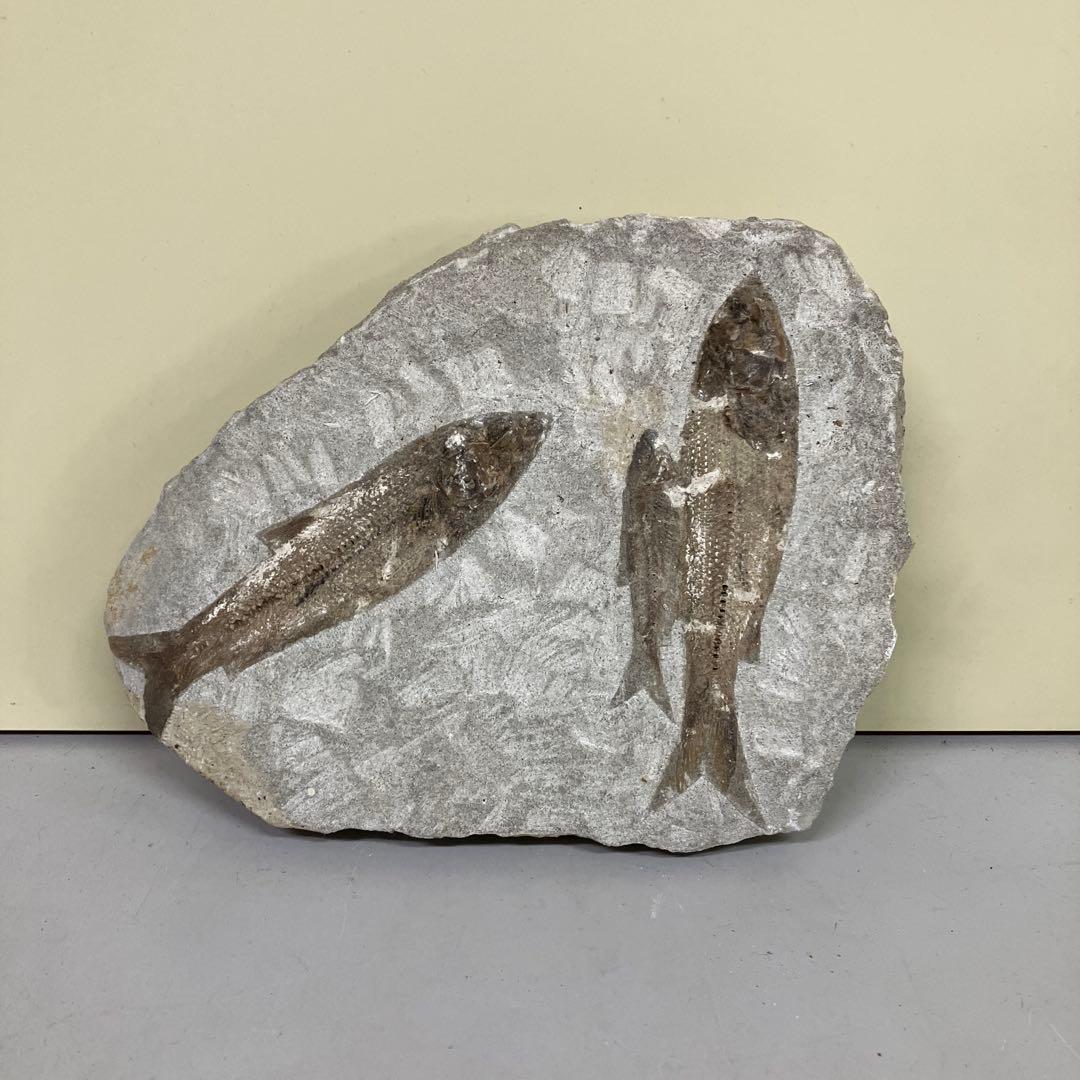 E-4 希少 魚の化石 2匹セット 古代魚 標本 石板 インテリア 置物 観賞用