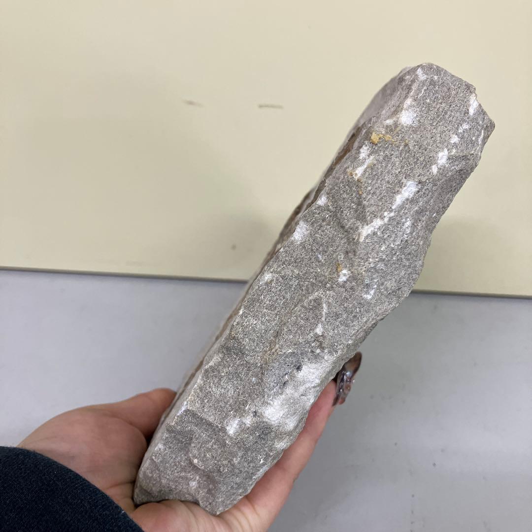 E-4 希少 魚の化石 2匹セット 古代魚 標本 石板 インテリア 置物 観賞用