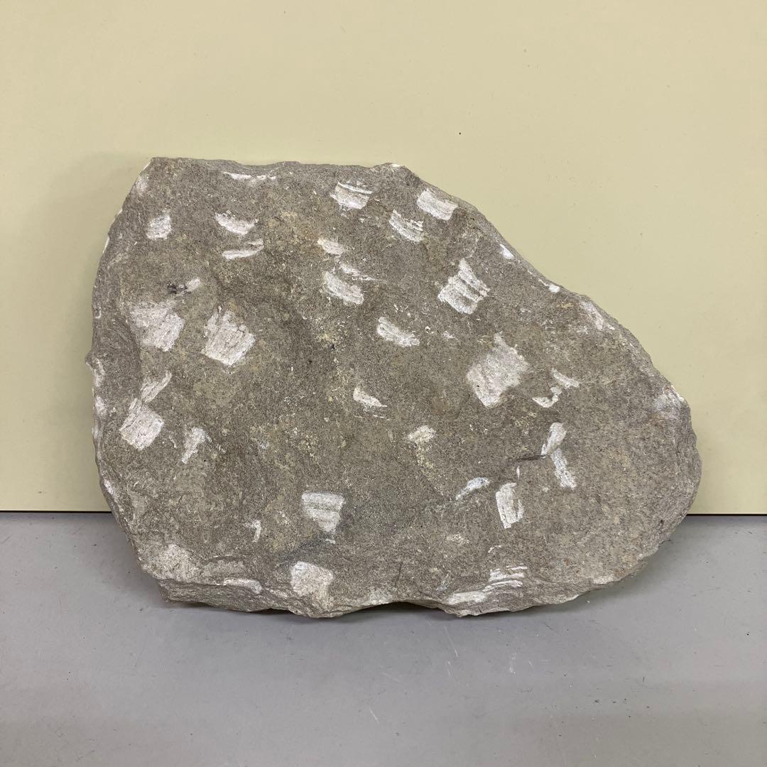 E-4 希少 魚の化石 2匹セット 古代魚 標本 石板 インテリア 置物 観賞用