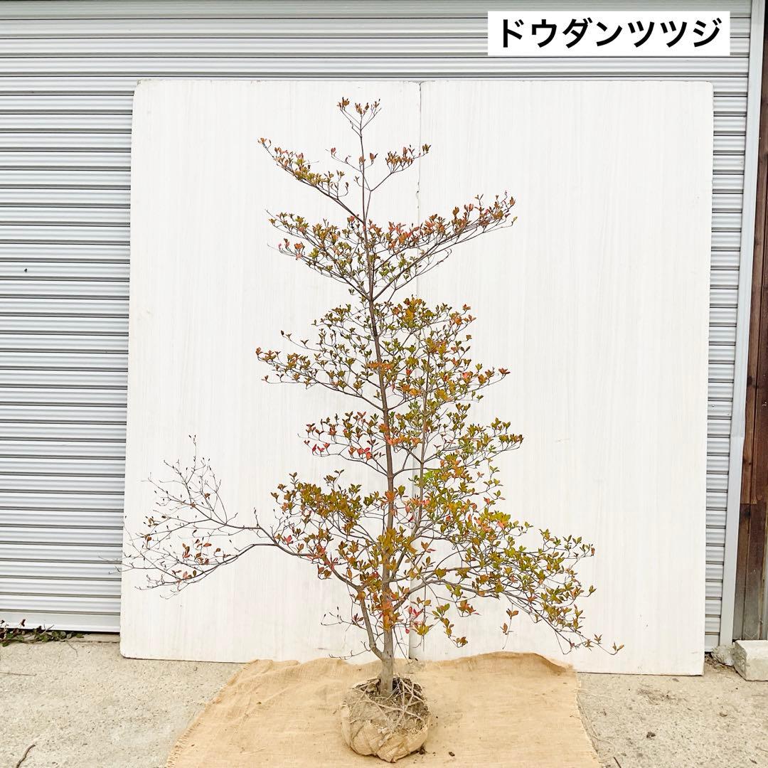 山採りドウダンツツジ　白　/ 793