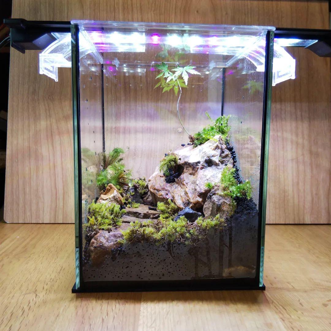 【オーダーメイド】滝のあるアクアテラリウム