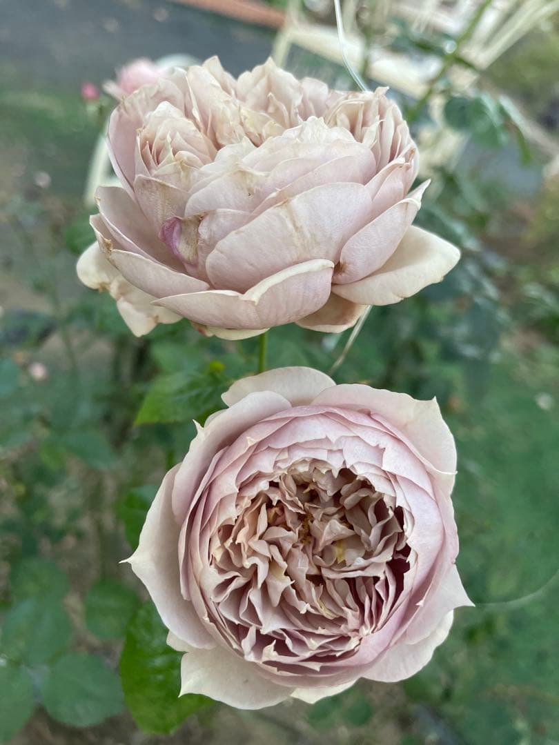 値下げ中‼️ꫂ ၴႅၴ素敵な茶薔薇ꫂ ၴႅၴ大苗タグ付きルクソール