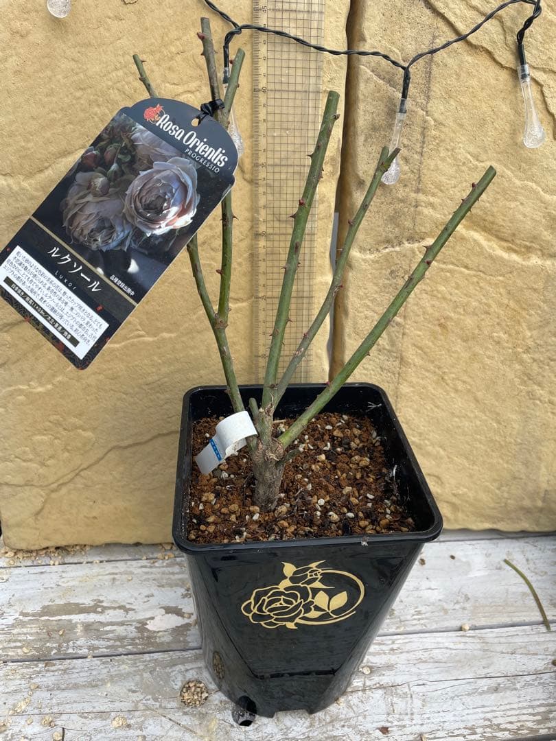 値下げ中‼️ꫂ ၴႅၴ素敵な茶薔薇ꫂ ၴႅၴ大苗タグ付きルクソール