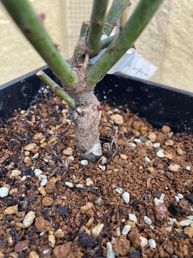 値下げ中‼️ꫂ ၴႅၴ素敵な茶薔薇ꫂ ၴႅၴ大苗タグ付きルクソール