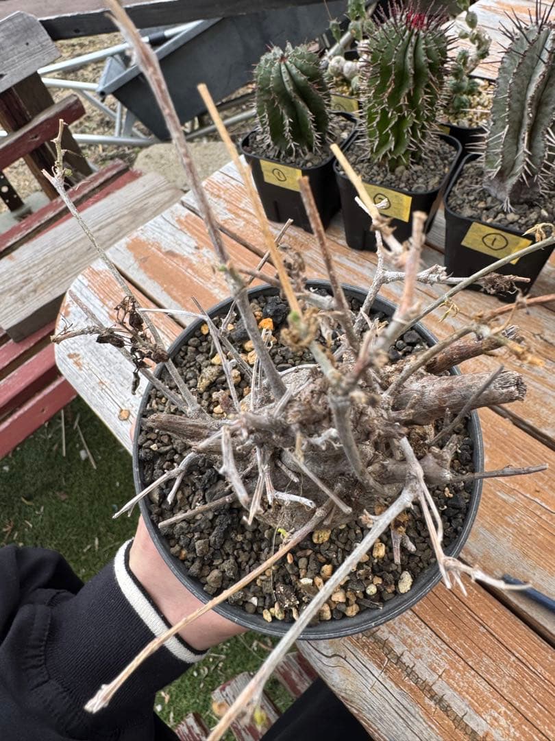 モモルディカ　ロストラータ　①