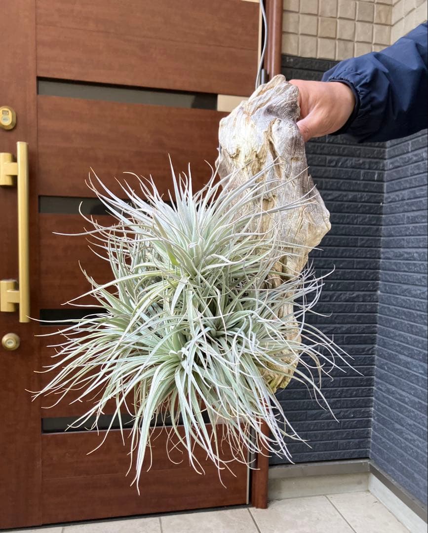 【現品】チランジア　ヒューストン コットンキャンディ　板付き　ＷＲ番