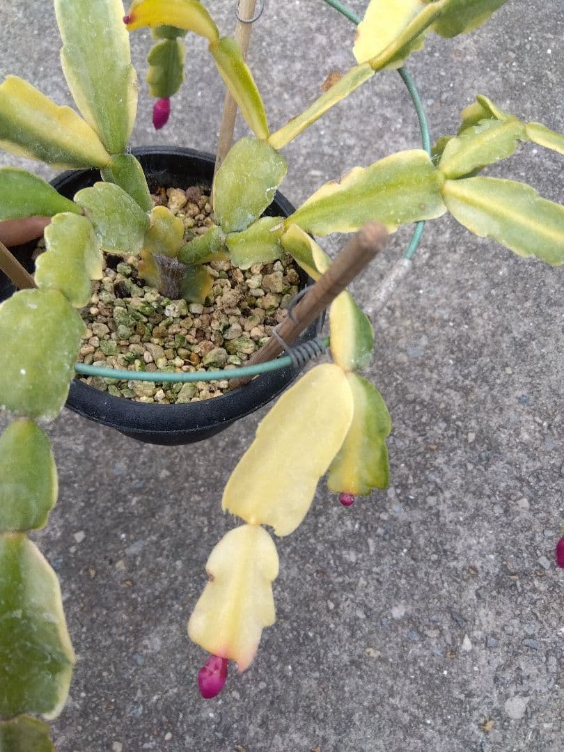 シャコバサボテン　斑入り　4号鉢つき　レアな大株❗