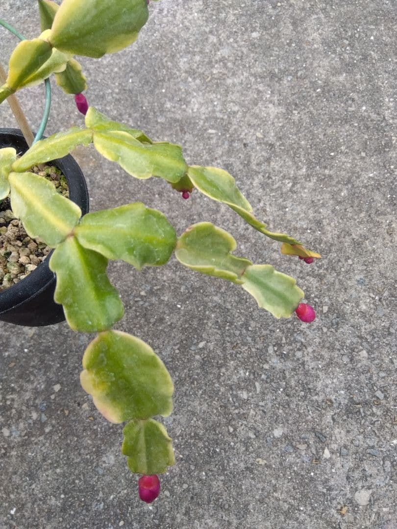 シャコバサボテン　斑入り　4号鉢つき　レアな大株❗