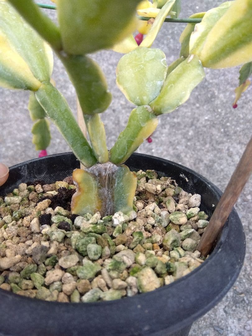 シャコバサボテン　斑入り　4号鉢つき　レアな大株❗