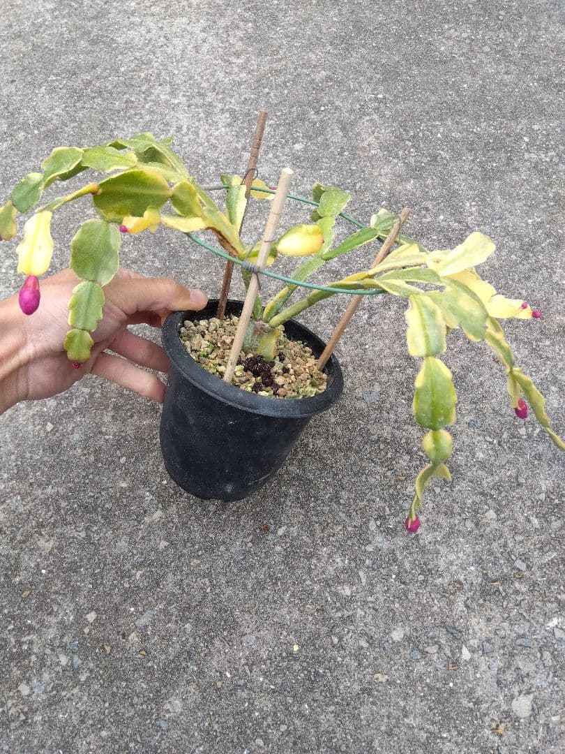 シャコバサボテン　斑入り　4号鉢つき　レアな大株❗