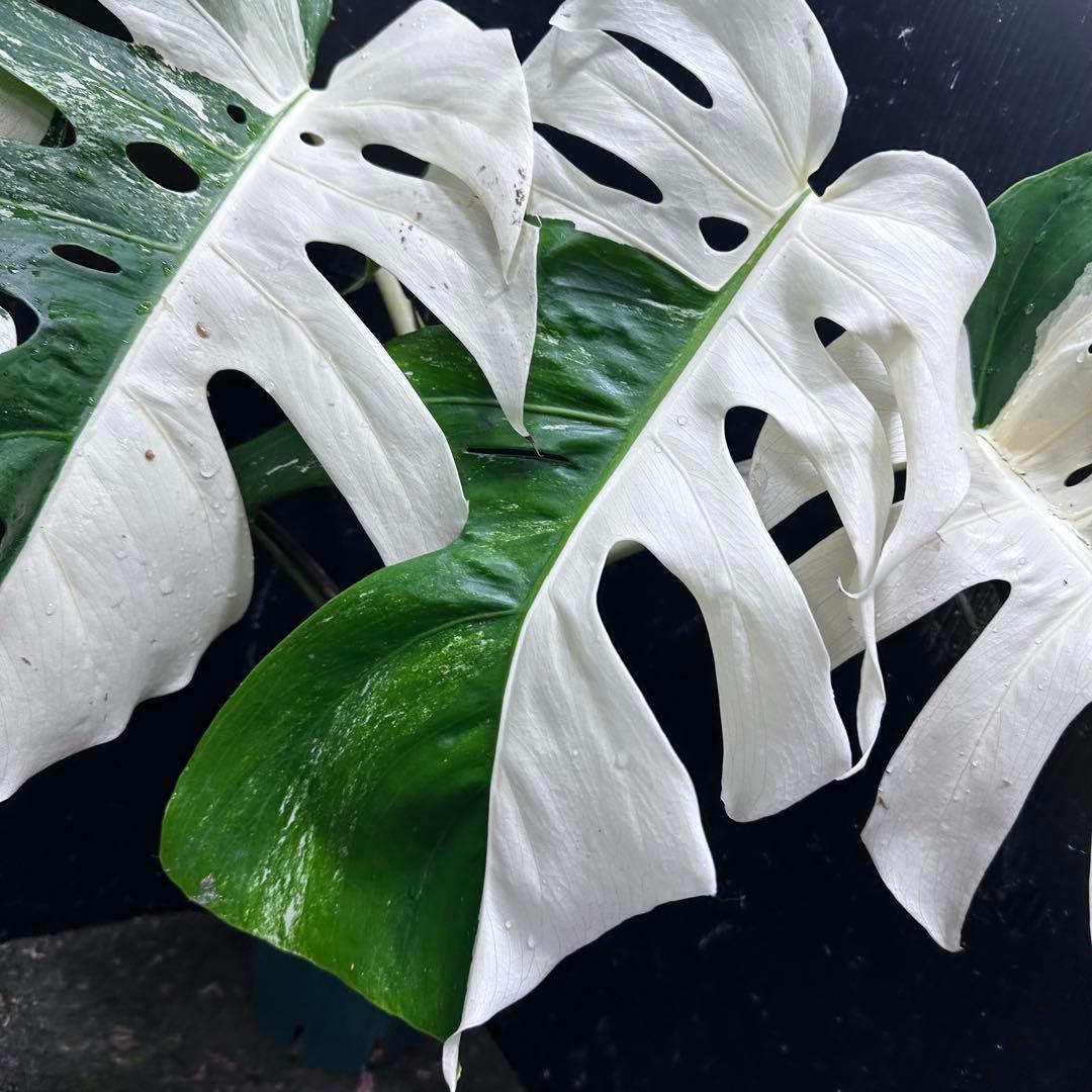 ほ*し様 モンステラ斑入りハーフムーンホワイトタイガー極美斑入り　　 51cm