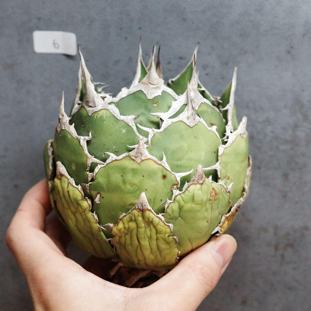 アガベ　チタノタ　オテロイ　fo076 ボールタイプ　ワイルド　6