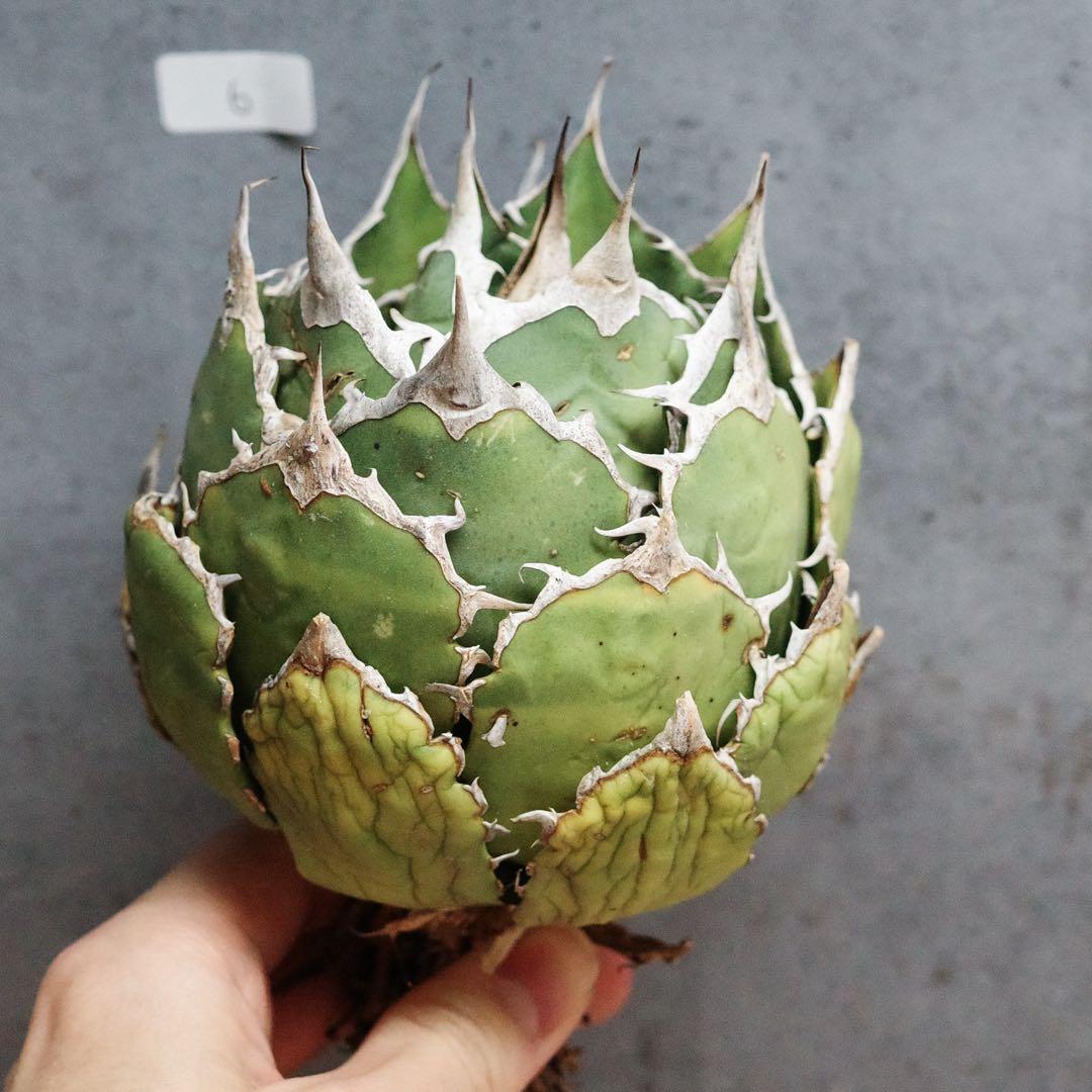 アガベ　チタノタ　オテロイ　fo076 ボールタイプ　ワイルド　6