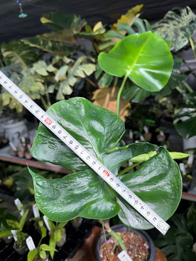 モンステラ・デリシオーサ　個性的な葉形　葉形がユニークな個体