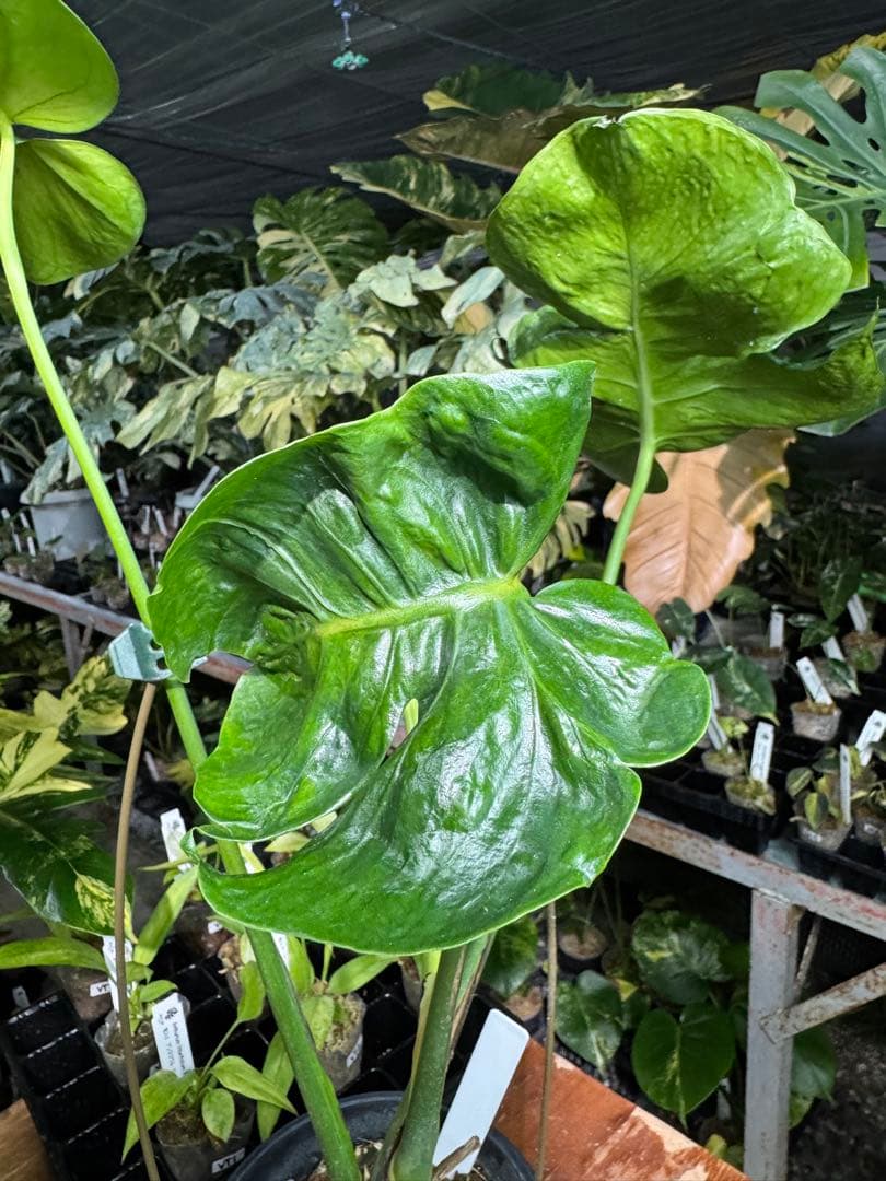 モンステラ・デリシオーサ　個性的な葉形　葉形がユニークな個体