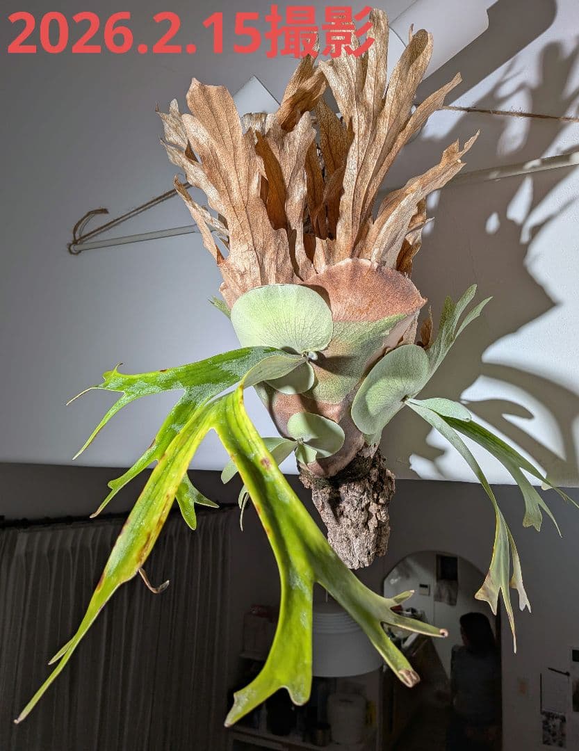 【値段交渉可】ビカク／親株／willinckii wild indonesia