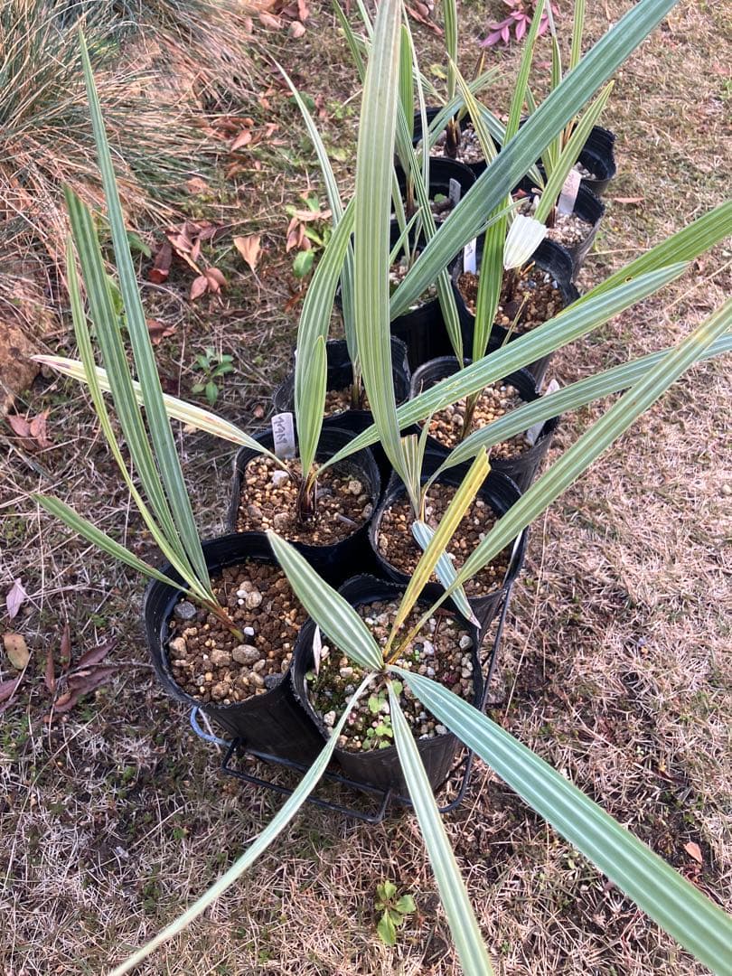 ブラヘア　アルマータ　12株