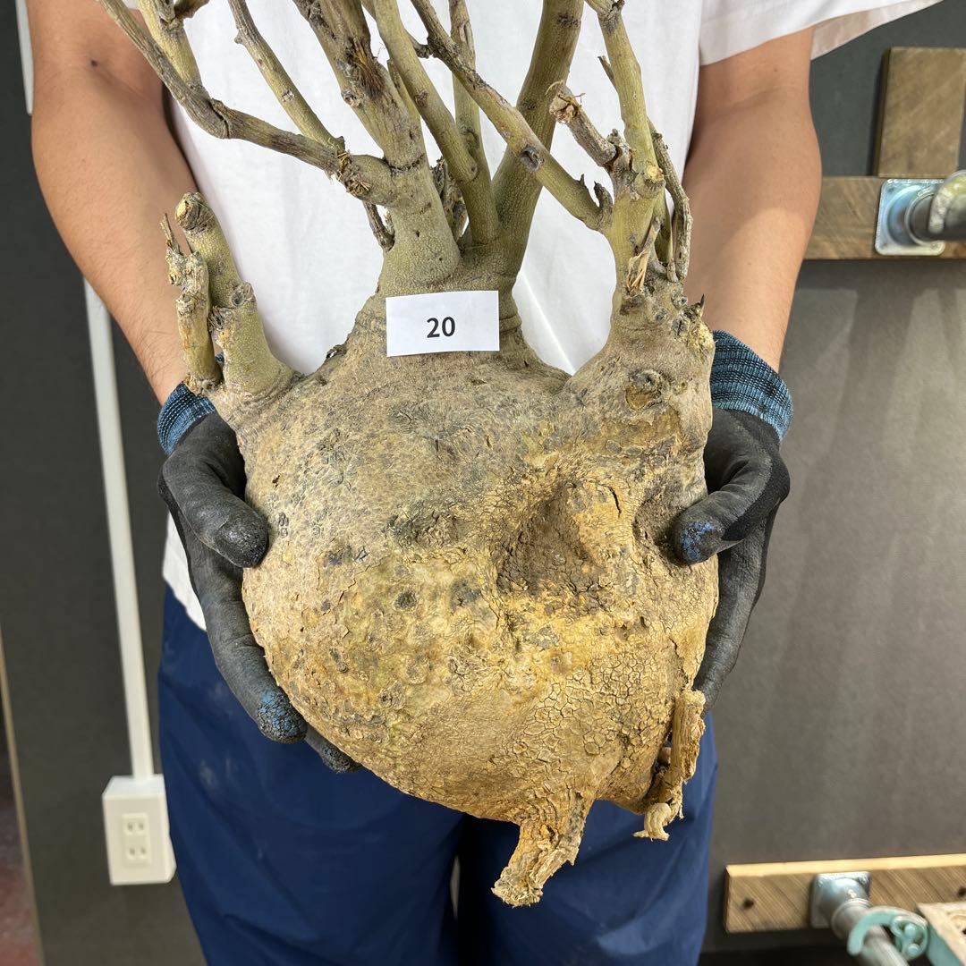 ビ*ー様 20 激レア 超大株 アデニア ペチュエリー 現地球 鮮度抜群