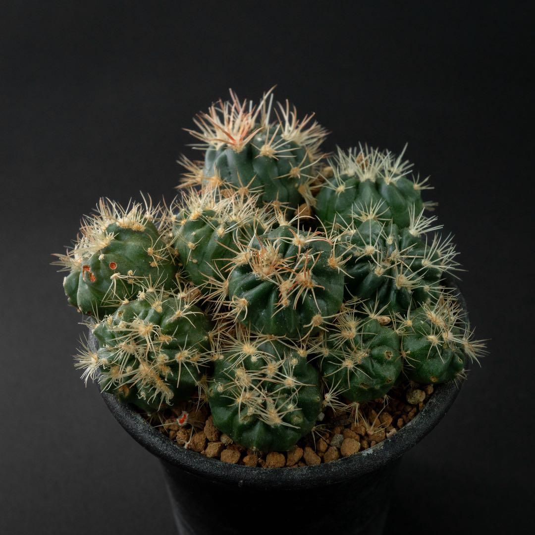 綾波 モンストx 10 （実生） #195