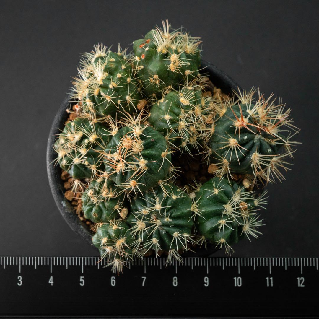 綾波 モンストx 10 （実生） #195