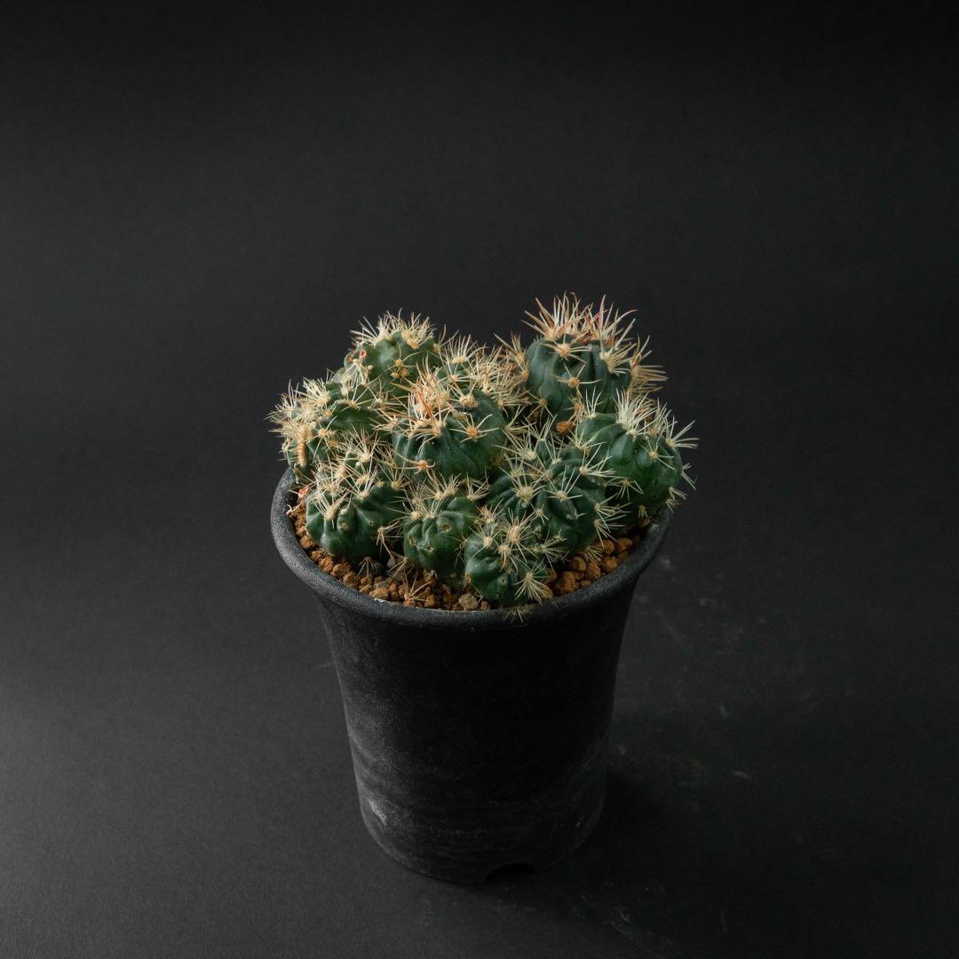 綾波 モンストx 10 （実生） #195