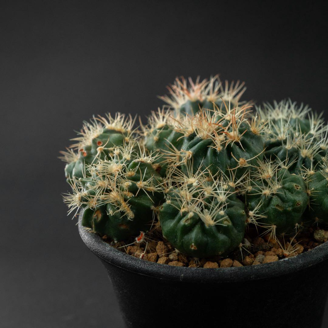 綾波 モンストx 10 （実生） #195