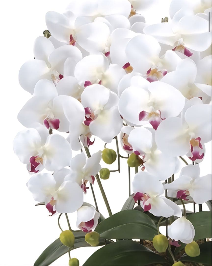 光触媒　人工観葉植物　ウォールグリーン　クィーン胡蝶蘭5本w/ab高さ74センチ
