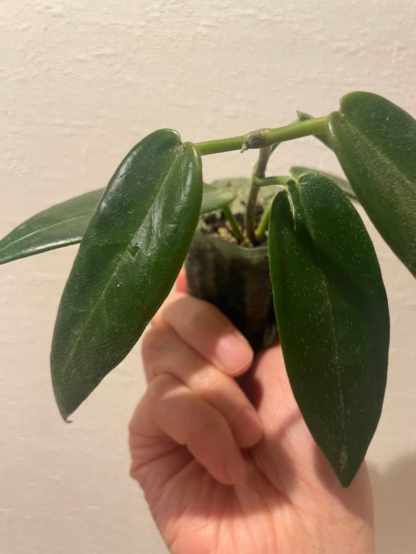 珍種　ホヤ　Hoya Stenakei dark サクララン①