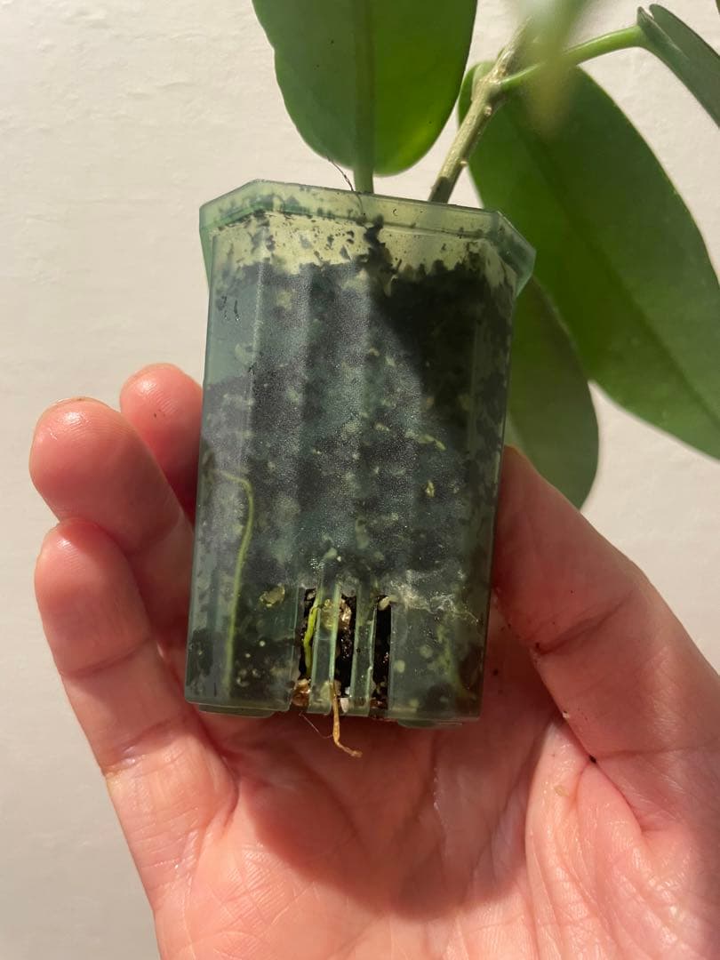 珍種　ホヤ　Hoya Stenakei dark サクララン①