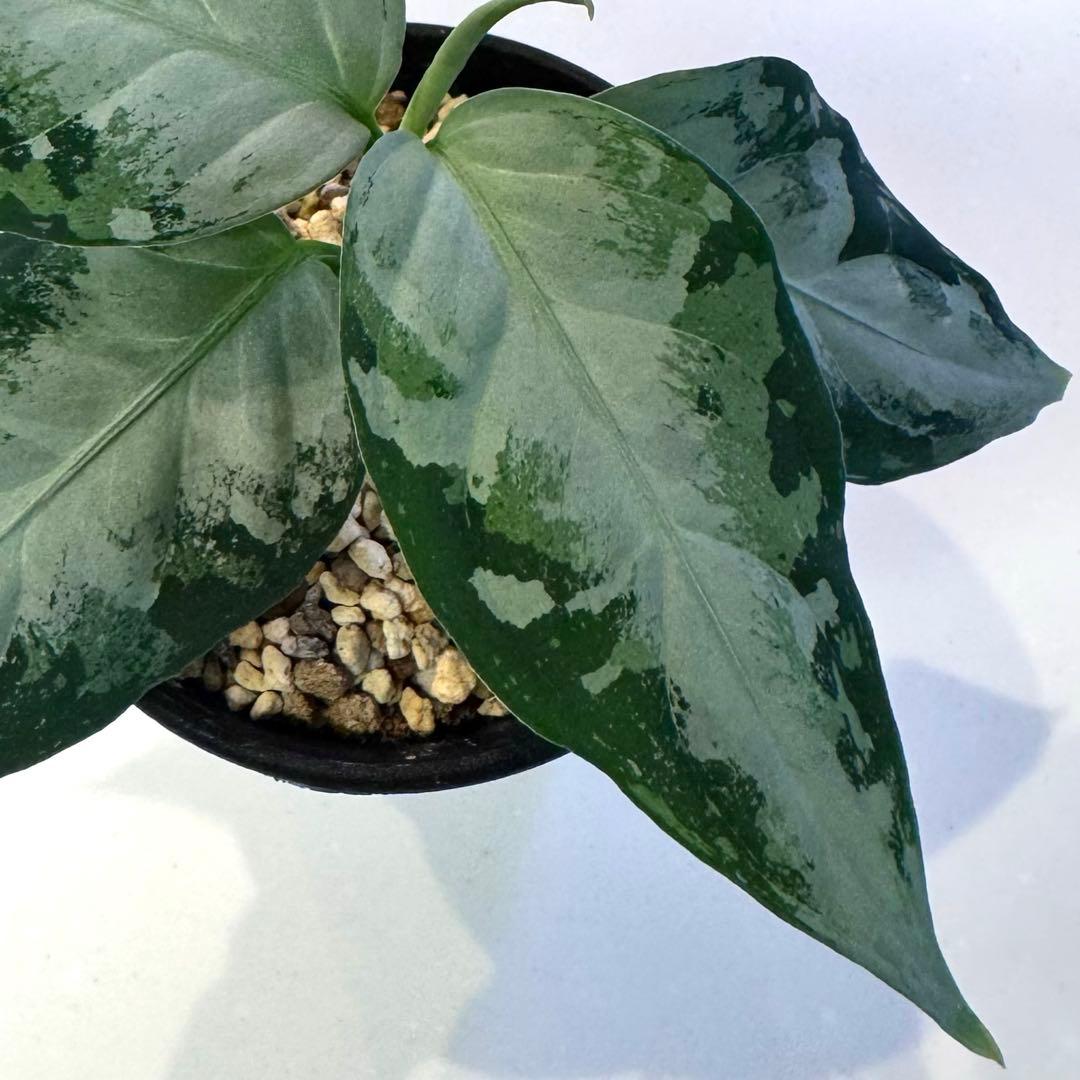 アグラオネマ ピクタム 柳緑花紅