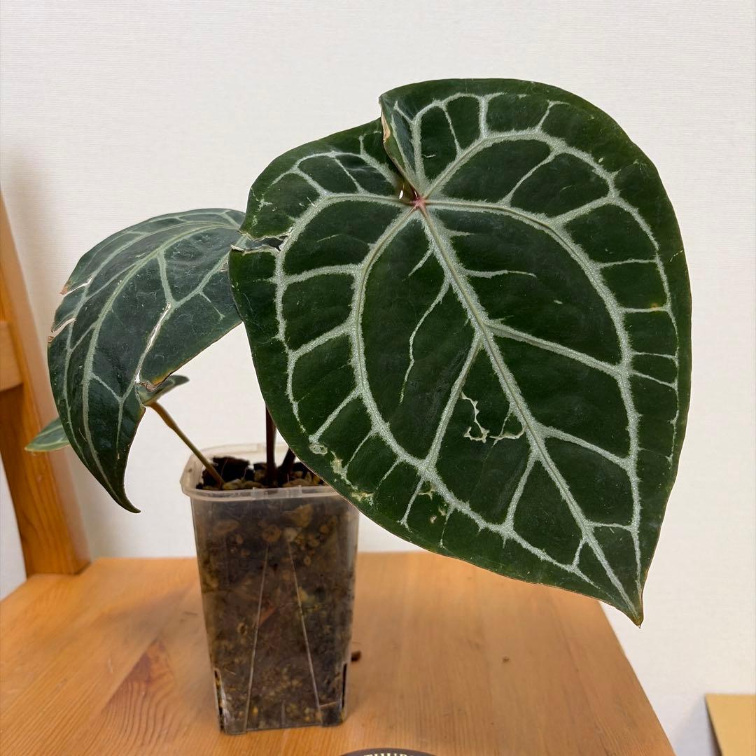 ＊アンスリウム　ミシェル　ドックブロック 3.5号＊