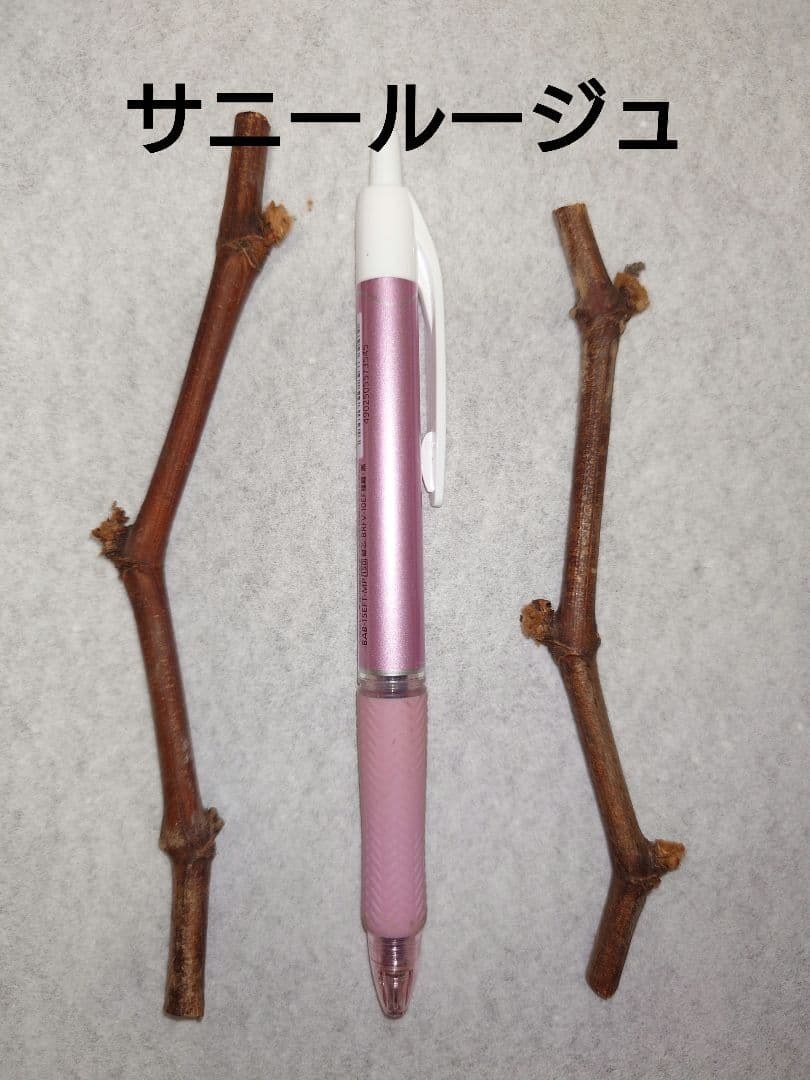 選べる穂木　各1〜3本スモモ、キウイ等　写真はイメージです