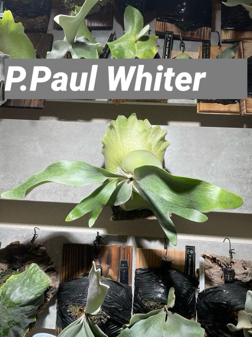P.Paul Whiter／ビカクシダ ポールホワイター pup 板付 中株