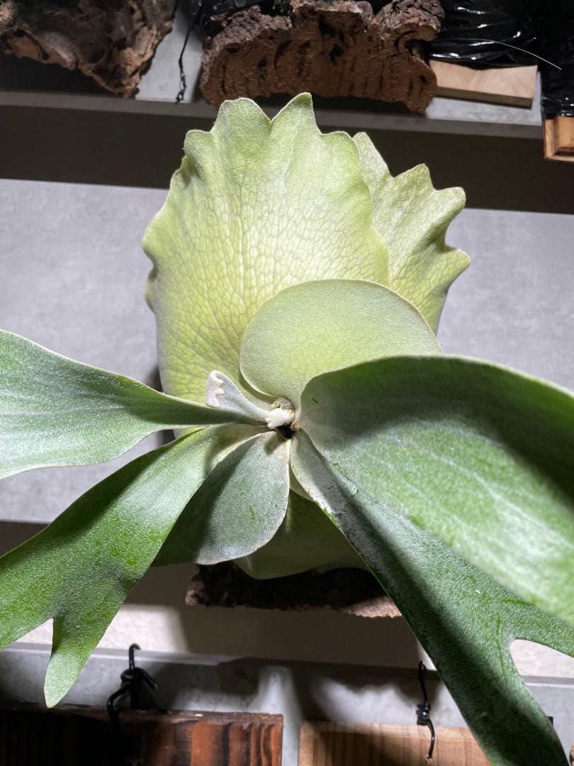 P.Paul Whiter／ビカクシダ ポールホワイター pup 板付 中株