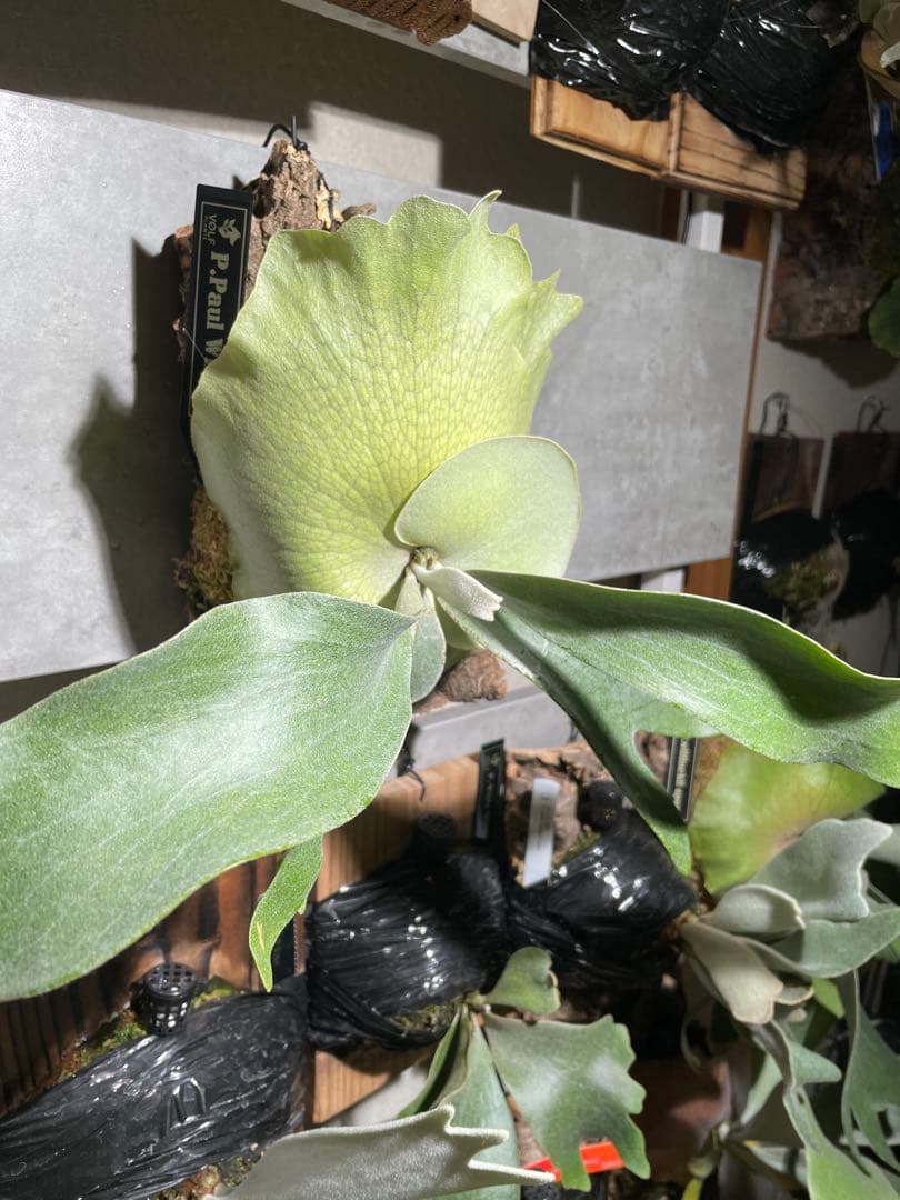 P.Paul Whiter／ビカクシダ ポールホワイター pup 板付 中株