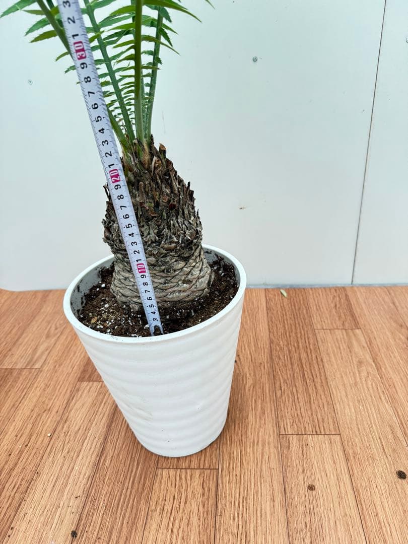 ディオーン　スピヌロッサム