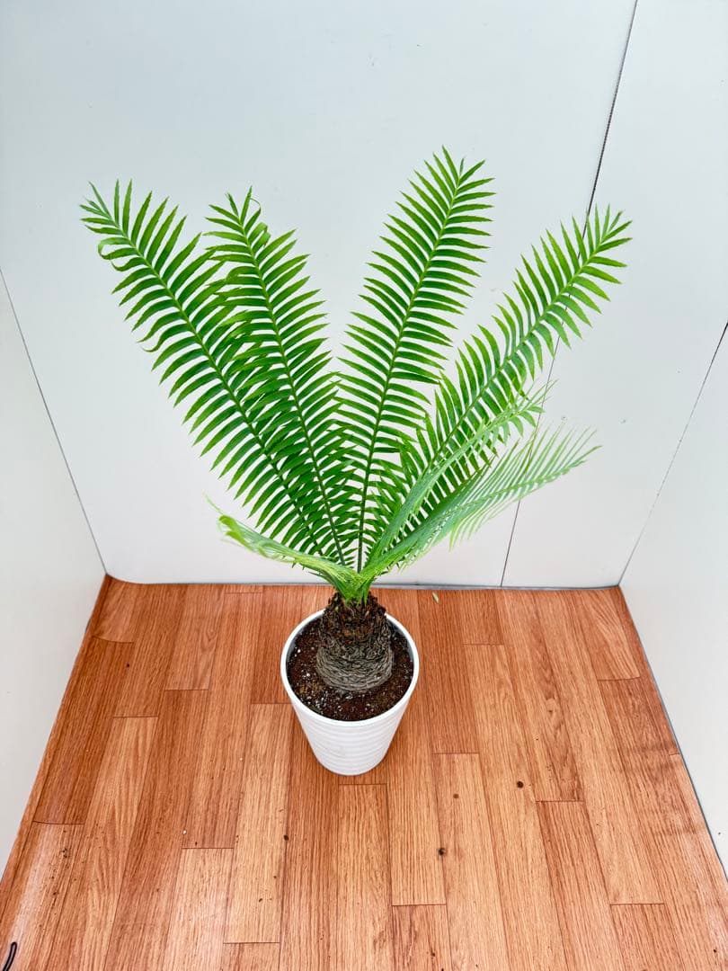 ディオーン　スピヌロッサム