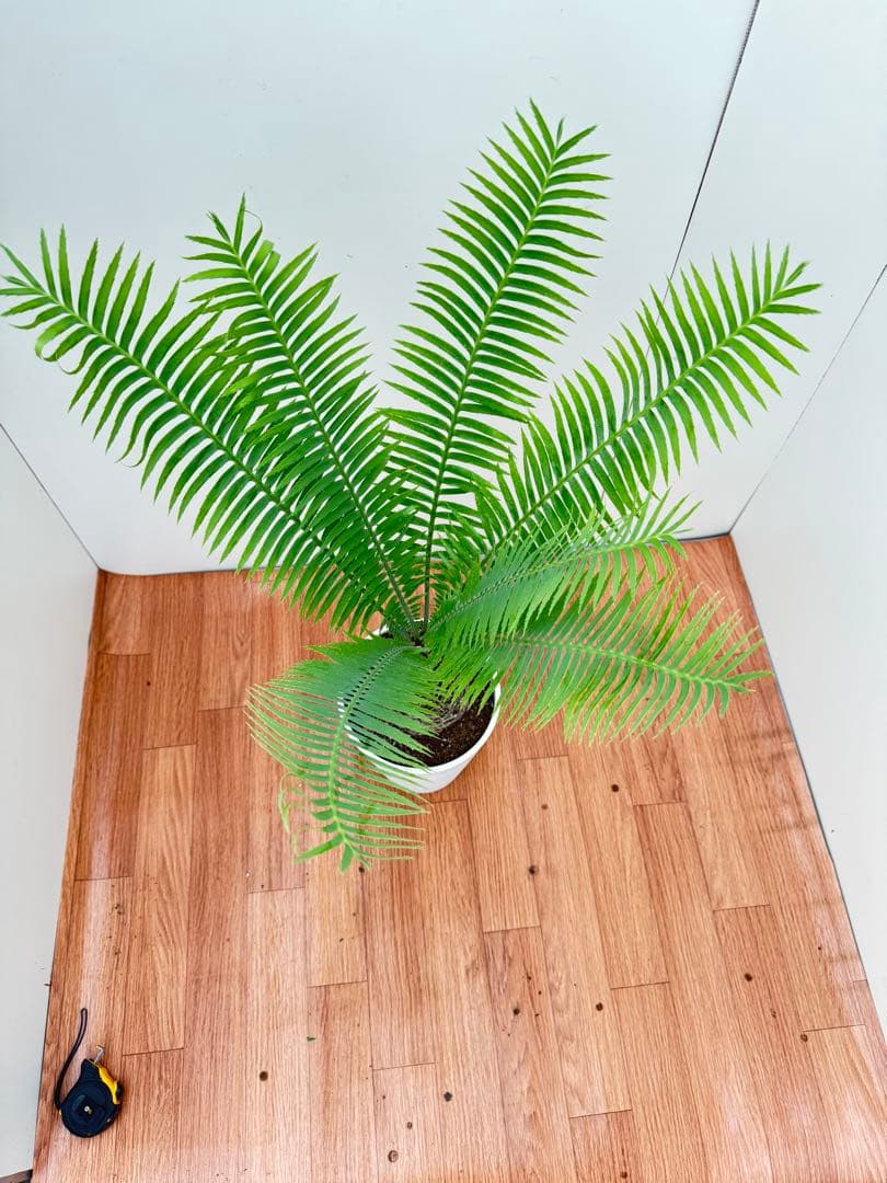 ディオーン　スピヌロッサム