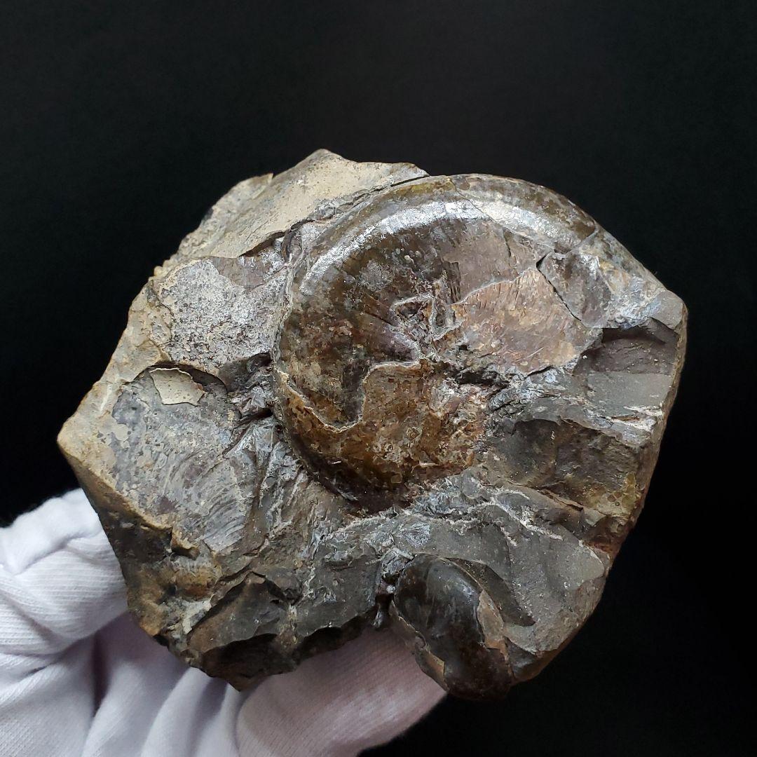 母岩付き アンモナイト 三畳紀  本物 ノルウェー産 70.65mm  fan6